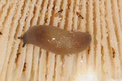 Pallifera