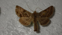 Euchalcia variabilis