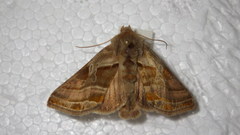 Euchalcia variabilis