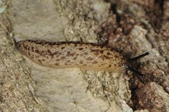 Philomycus flexuolaris