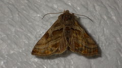 Euchalcia variabilis