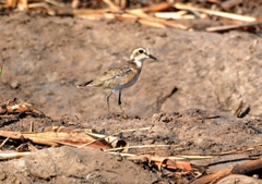 Charadriidae