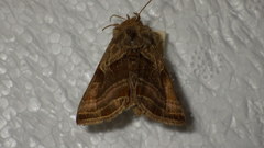 Euchalcia variabilis