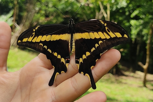 Straight-banded Swallowtail