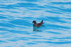 Hydrobates monorhis