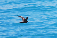 Hydrobates monorhis