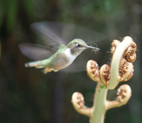 Colibri flammule (Selasphorus flammula)