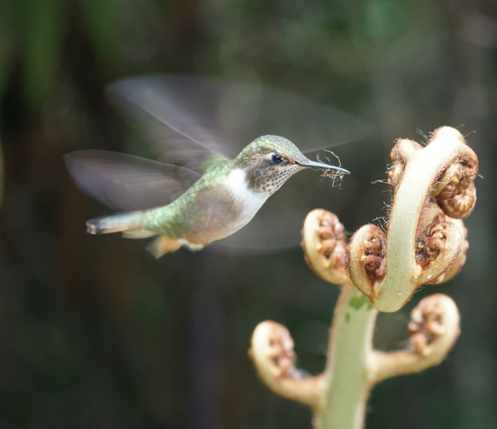 Volcano Hummingbird illustration
