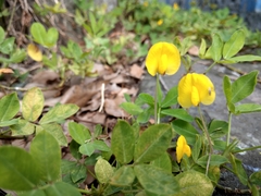 Arachis duranensis