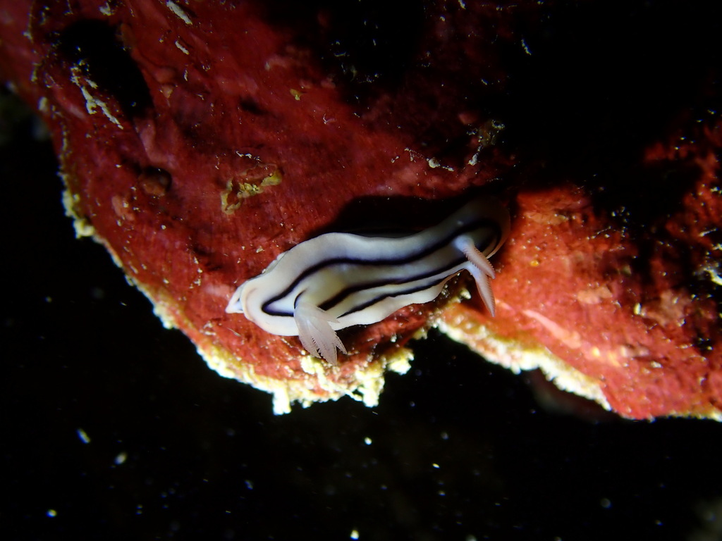 Pyjama Rainbow Dorid