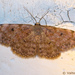 Scopula asellaria - Photo (c) Valter Jacinto,  זכויות יוצרים חלקיות (CC BY-NC-SA)