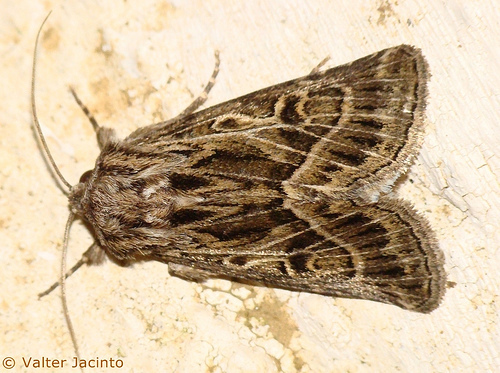 Thalpophila