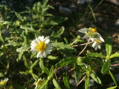 Melampodium cinereum
