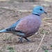 Indian Red Collared Dove - Photo (c) Nikhil Reddy, some rights reserved (CC BY-NC), uploaded by Nikhil Reddy