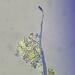 Echinostelium fragile - Photo (c) peterzuidland, μερικά δικαιώματα διατηρούνται (CC BY-NC), uploaded by peterzuidland