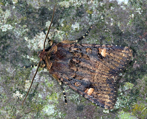 Dryobota
