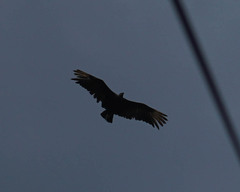 Coragyps atratus image