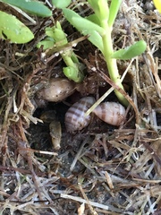 Ellobiidae