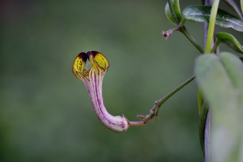 Ceropegia racemosa