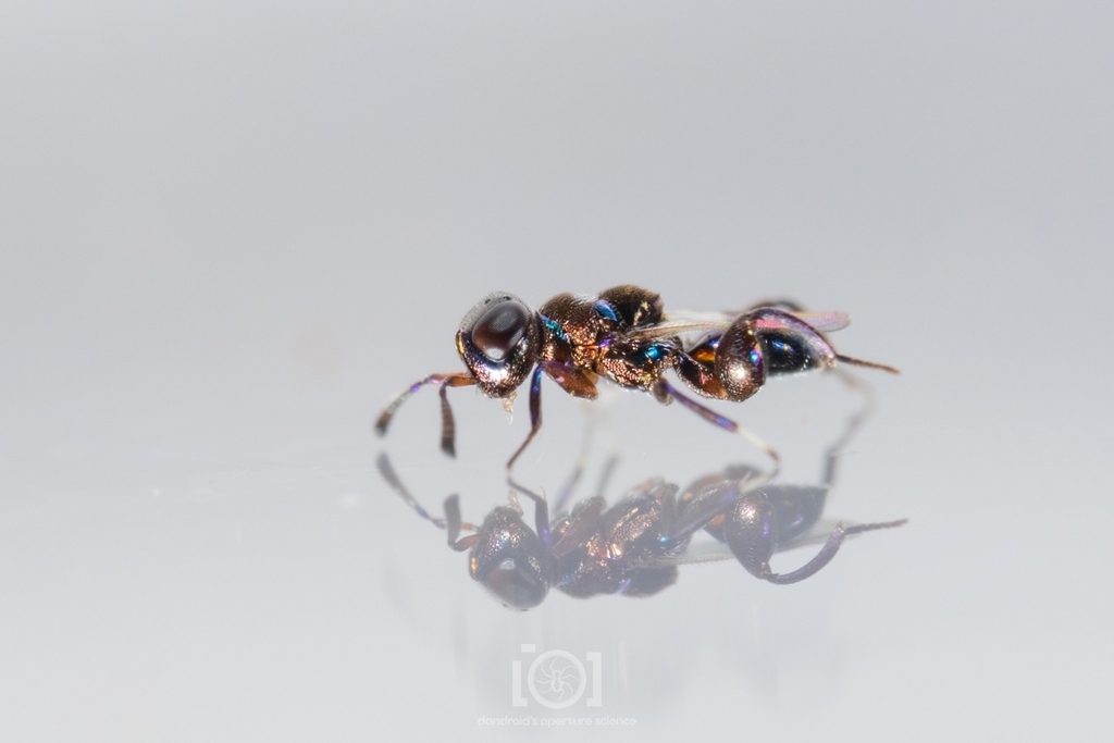 Chalcedectus maculipennis