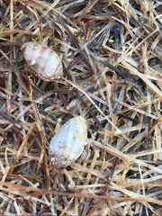 Ellobiidae