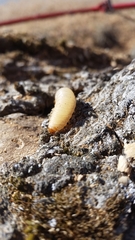 Oryctes nasicornis