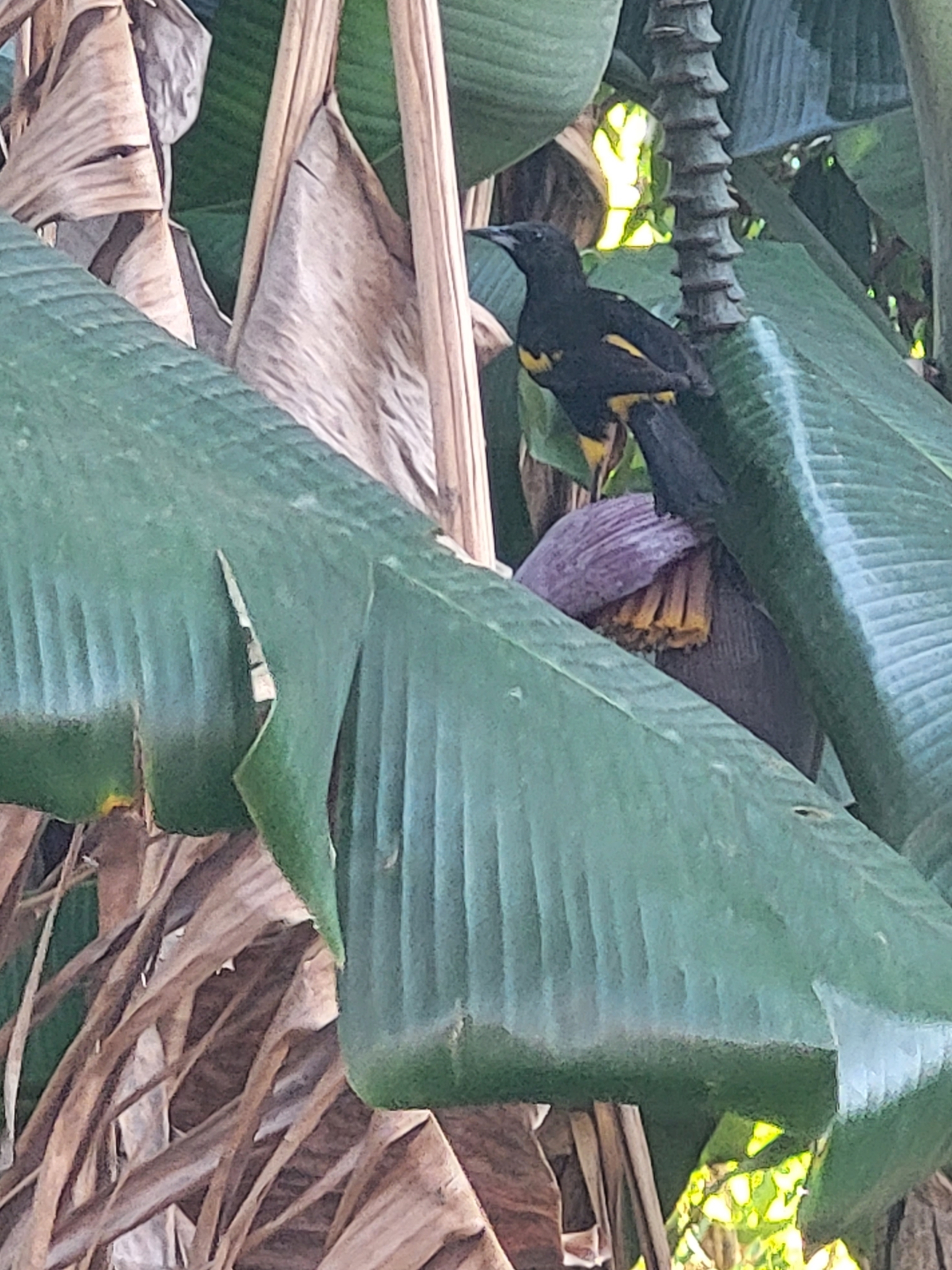 Cuban Oriole illustration
