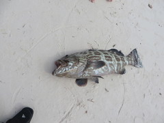 Mycteroperca bonaci