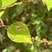 Philodoria pipturiella - Photo (c) Alexander Moerman,  זכויות יוצרים חלקיות (CC BY-NC), הועלה על ידי Alexander Moerman
