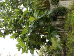 Artocarpus camansi