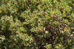 Arctostaphylos × media