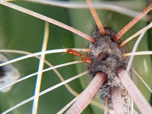 Apache Twig Ant photo 3