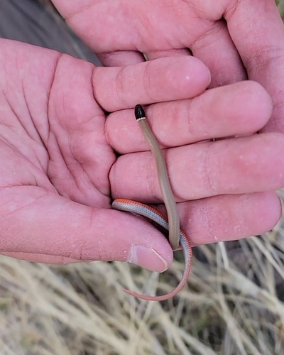 Yaqui Black-headed Snake