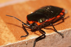 Rhyssocephala