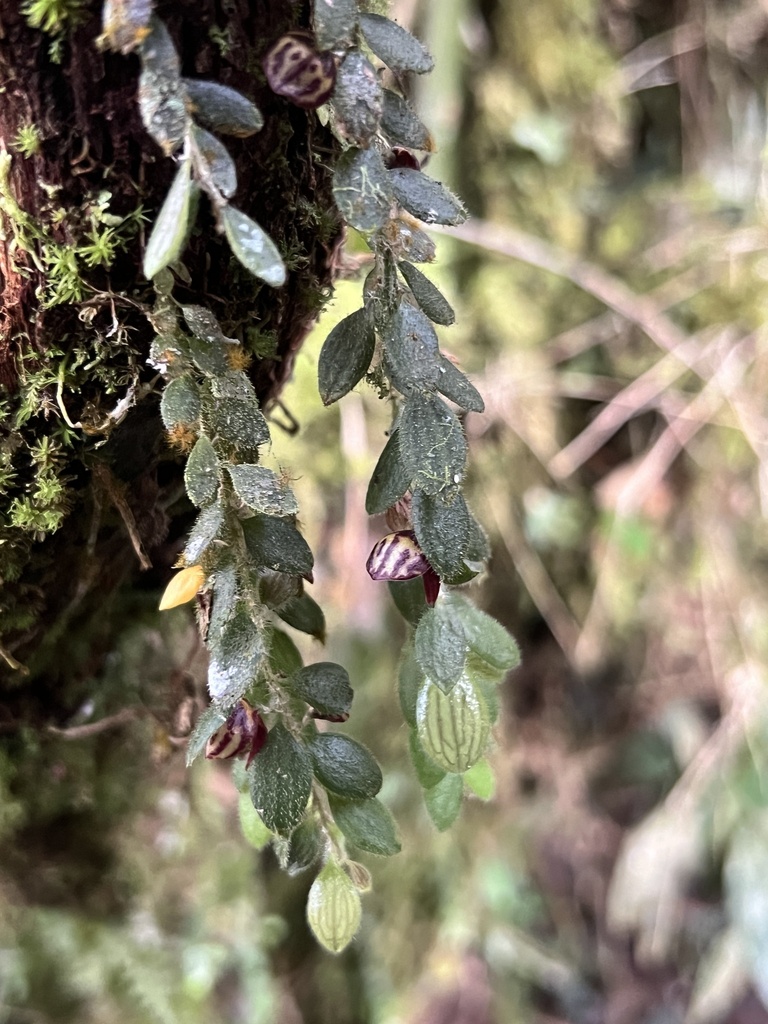 Andinia pilosella