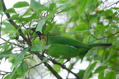 Chloropsis sonnerati