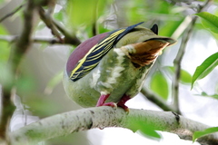Treron curvirostra