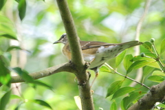 Turdus obscurus