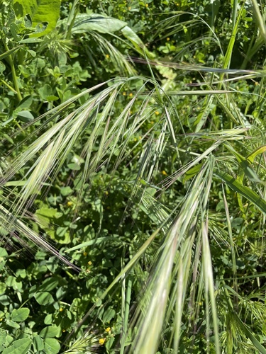 Bromus diandrus
