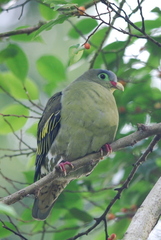 Treron curvirostra