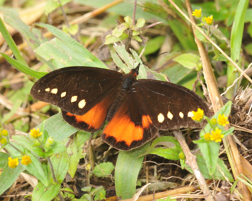 Drucina leonata
