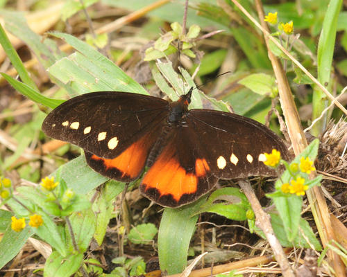 Drucina leonata