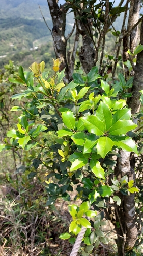 Osmanthus heterophyllus