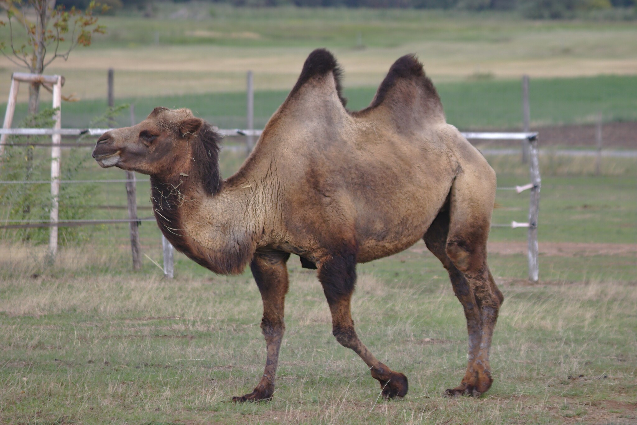 Camelus ferus (chameau sauvage de Tartarie)