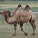 Wild Bactrian Camel - Photo (c) Paul Korecky, some rights reserved (CC BY-SA)