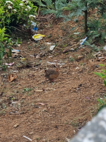 Painted Bush Quail (Perdicula erythrorhyncha), photo 7