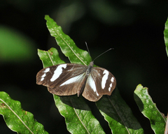 Dismorphia crisia lubina