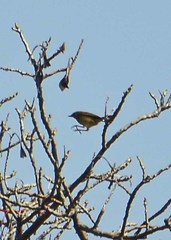 Leiothlypis ruficapilla