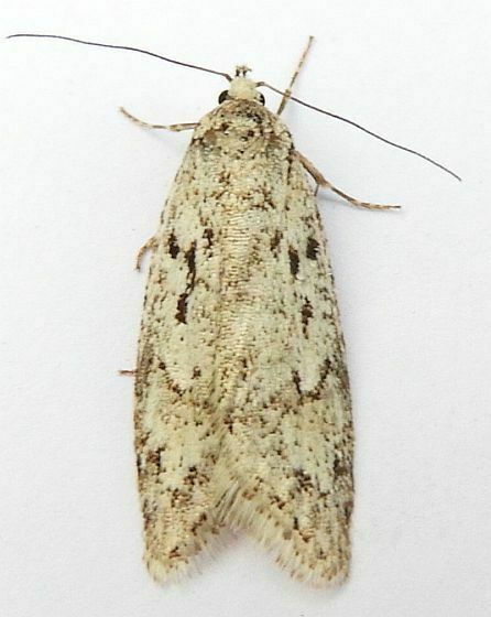Pale Semioscopis