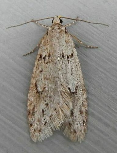 Pale Semioscopis photo 3